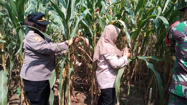 Dukung Asta Cita Presiden, Polsek Puspo Panen Jagung Bersama Petani