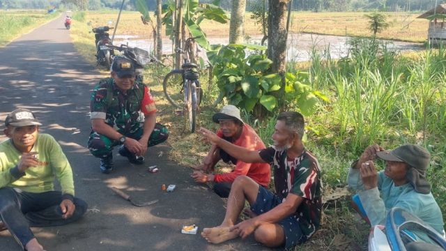 Babinsa Komsos dengan Petani, Pastikan Musim Tanam Ketiga Tetap Aman di Tengah Kemarau