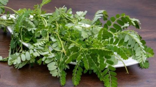 Daun Meniran: Tanaman Herbal Kecil dengan Segudang Manfaat Kesehatan